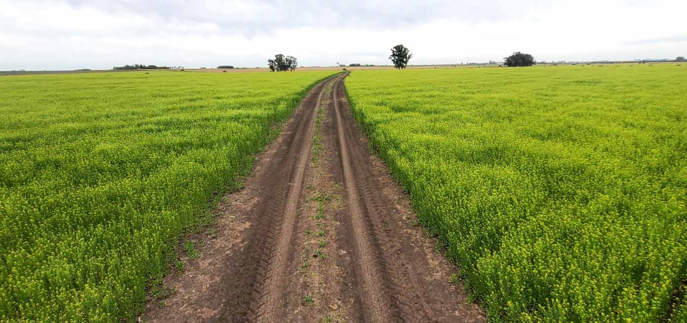 Puentes verdes con camelina: la oportunidad de los biofuels