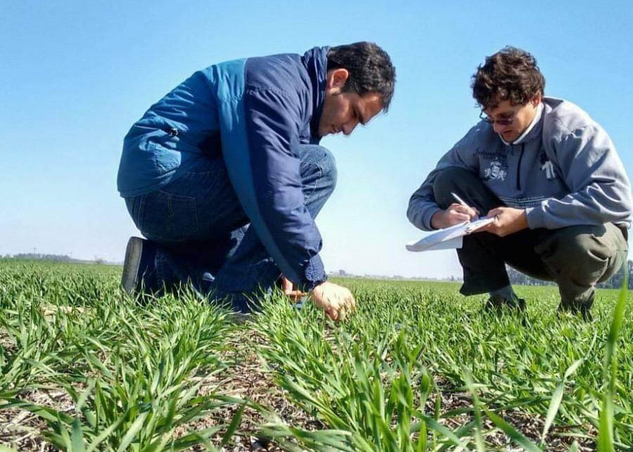 Con foco en arveja: llega una Jornada a campo sobre cultivos de invierno de LMA