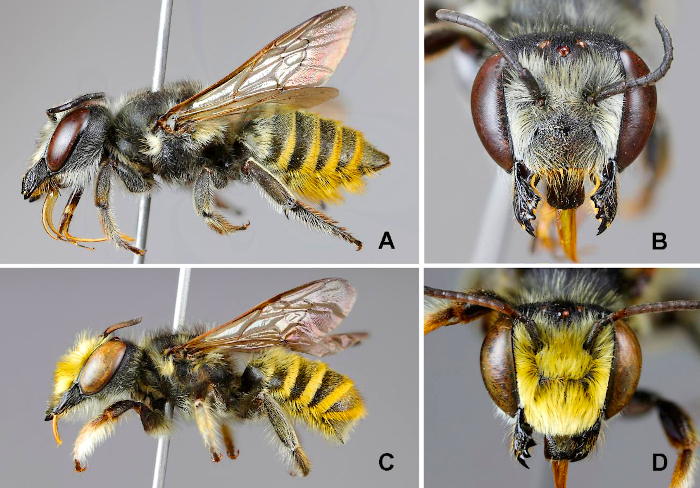 Sustentabilidad 100%: Cuatro nuevas especies de abejas en la Argentina