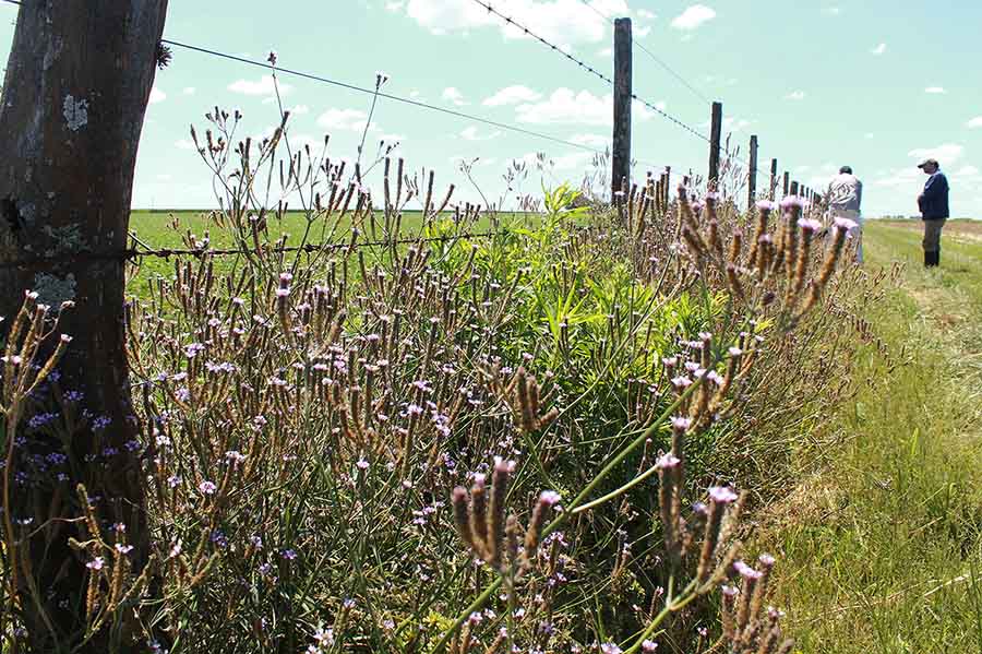 Mientras no haya un Bio, cómo controlar malezas en zonas periurbanas