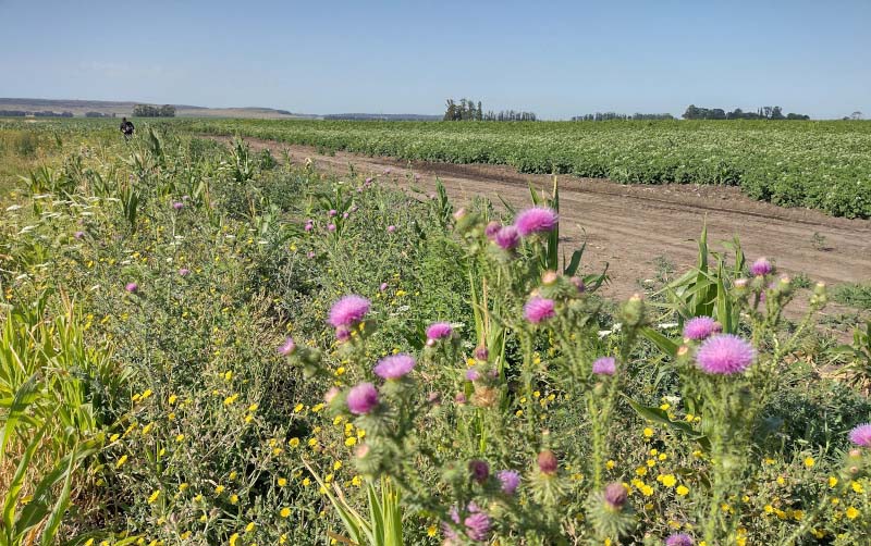 Menos es más: aplicar agroquímicos en alambrados perjudica al sistema