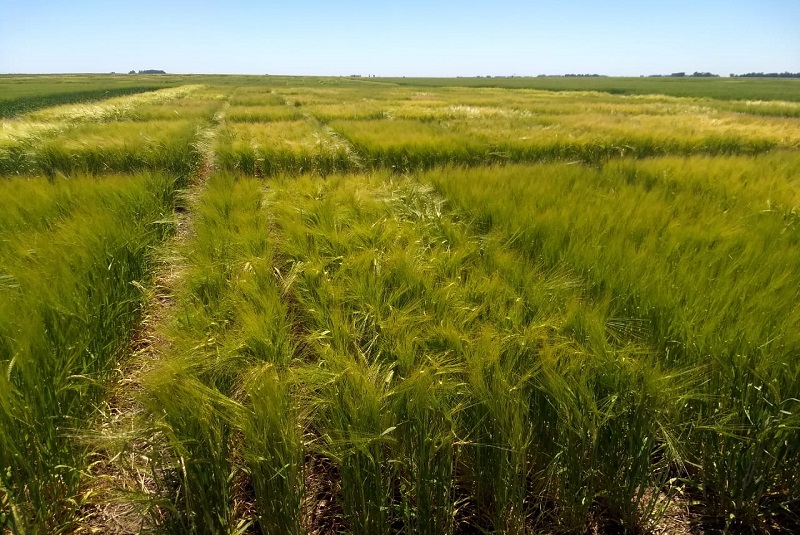 El INTA y Cervecería Quilmes impulsan la producción de cebada agroecológica