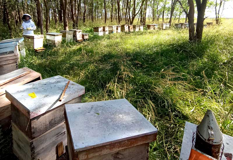 Polinización en riesgo: abejas pierden capacidades clave por los agroquímicos