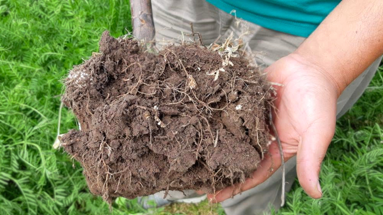 Rizodeposición:  el rol de las raíces en la salud de suelos y ecosistemas