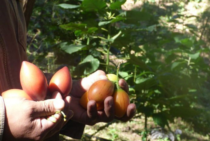 Proyecto para promover el uso sustentable de la tierra y  biodiversidad en Jujuy