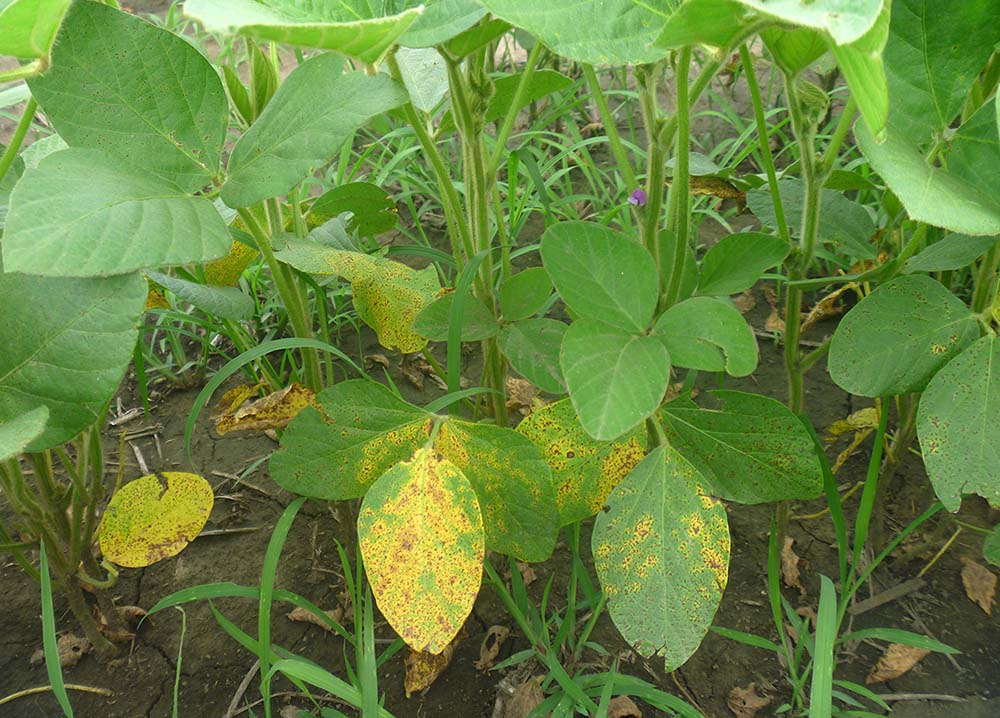 Aplicación foliar de trichoderma spp. para frenar a la mancha marrón de la soja