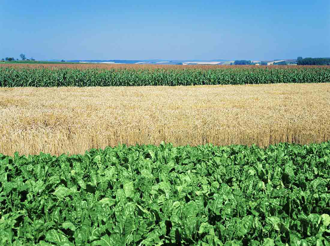 Ragt compra Grupo Deleplanque  y apuesta a una estrategia multiespecie