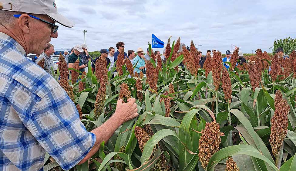 Agroecología: experiencia con cultivo extensivo de sorgo granífero en Arrecifes