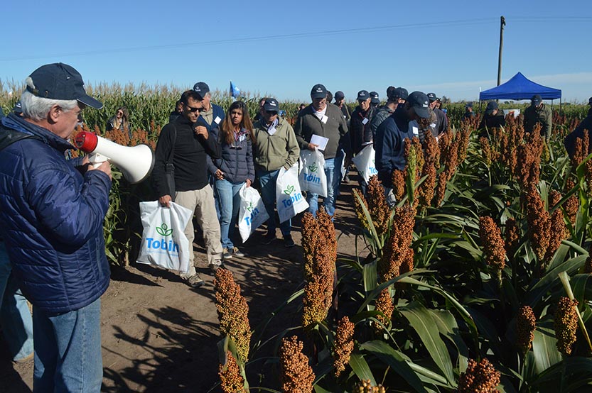 Materiales tolerantes: los sorgos que le ganan al pulgón de la caña de azúcar