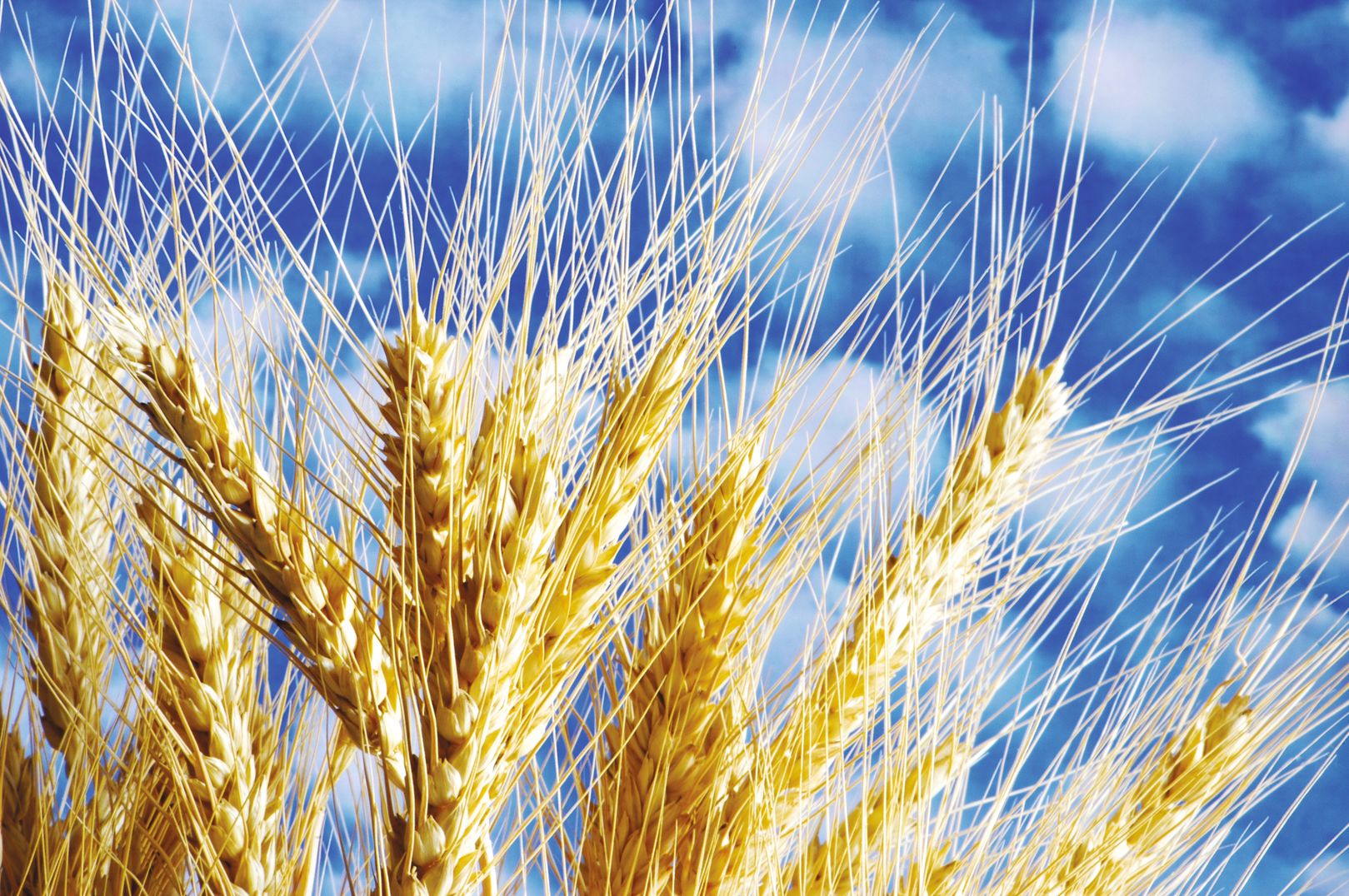 Biofertilizante a base de lactofermento revolucionó los rindes del trigo
