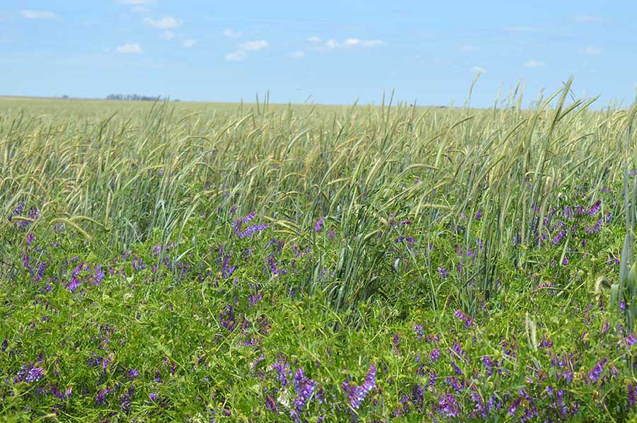 Cultivo de servicio: control de malezas en un 80%