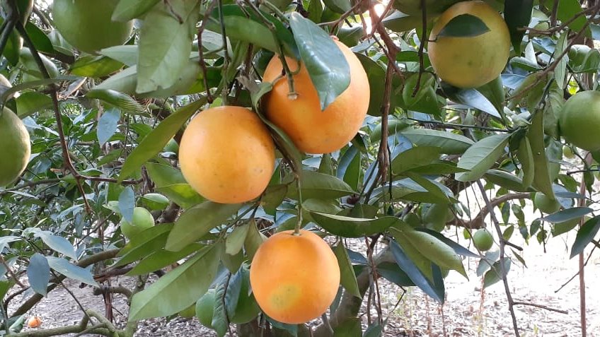 Entre Ríos suma una nueva carrera terciaria en Agroecología 