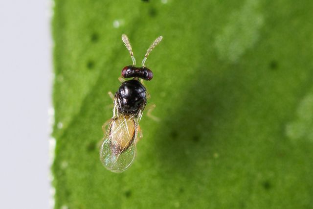 Control biológico de HLB en cítricos gracias a la avispa: Tamarixia radiata