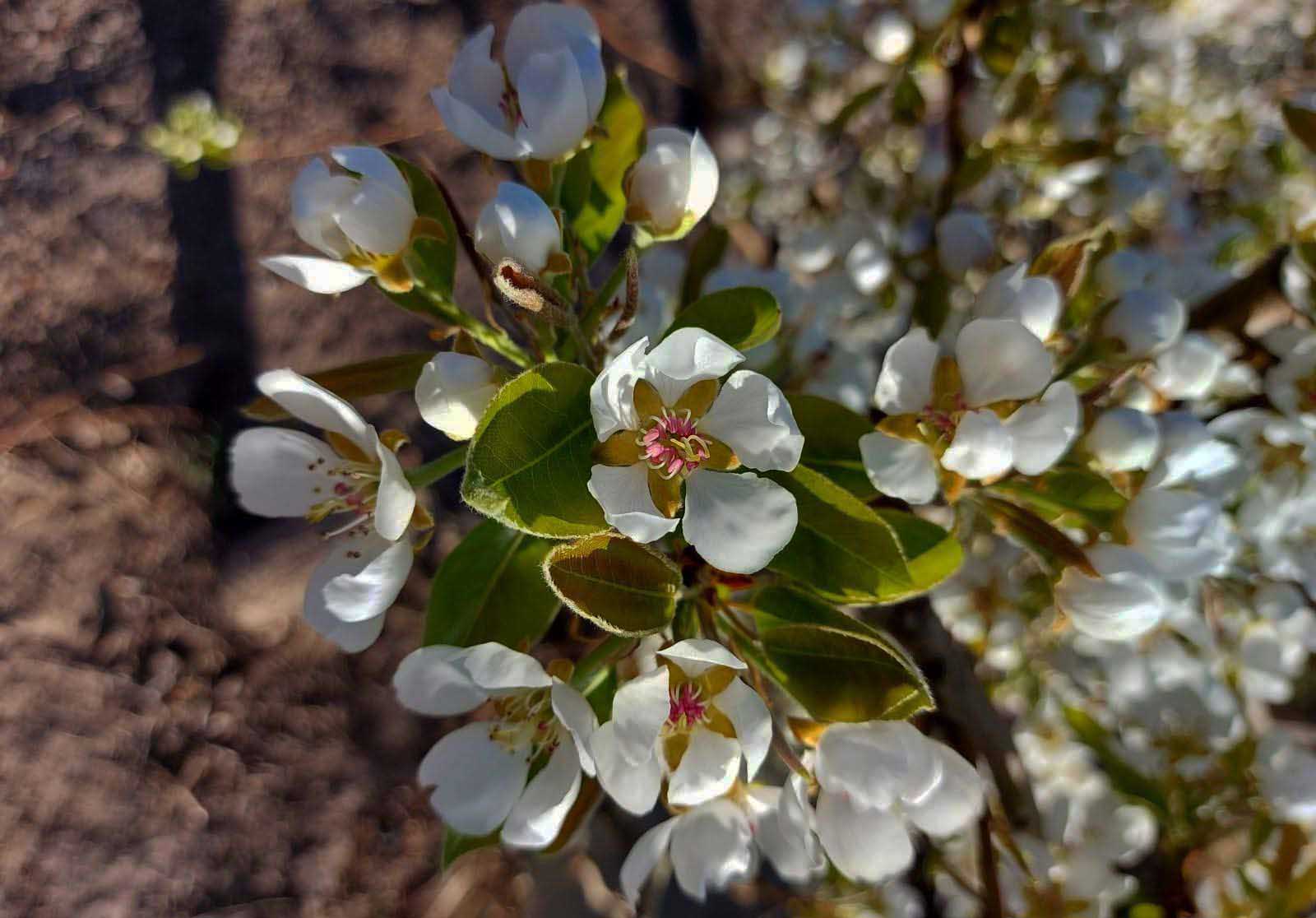 Recomiendan un fertilizante orgánico de alta solubilidad