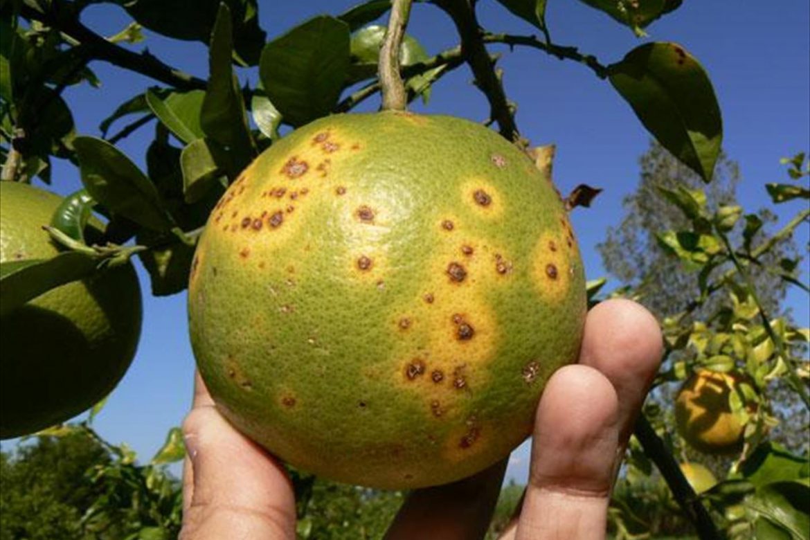 Éxito en el Primer Congreso Biocontrol & Biomes 2022 en España