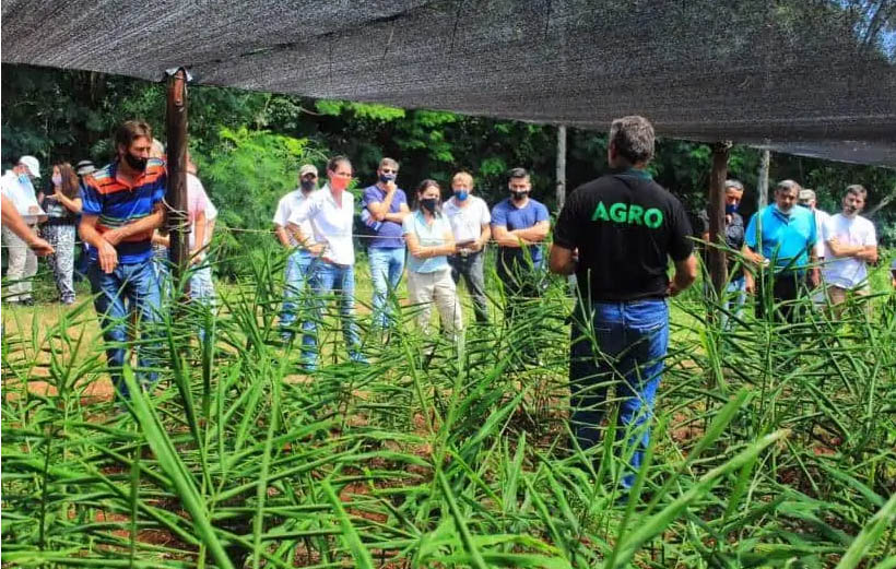 Vitroplantas y bioinsumos para productores de jengibre