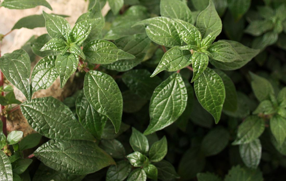 El Inta busca saber sobre consumo y usos de plantas aromáticas medicinales