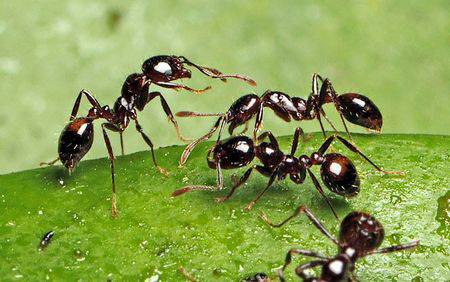 ¿Cómo se hace un control biológico de las hormigas?