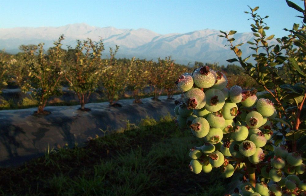 Naike: el primer cultivar de arándano generado por la FAUBA