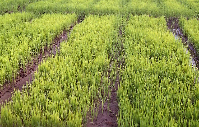 Lanzan el primer curasemillas biológico para arroz