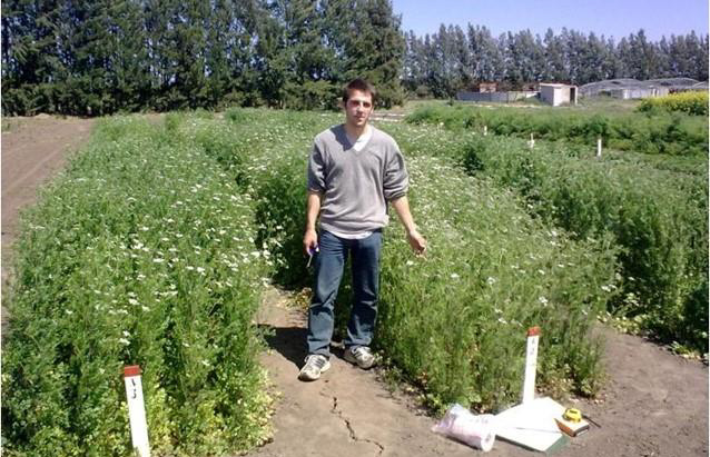 Wenceslao INTA, primer cultivar argentino de coriandro