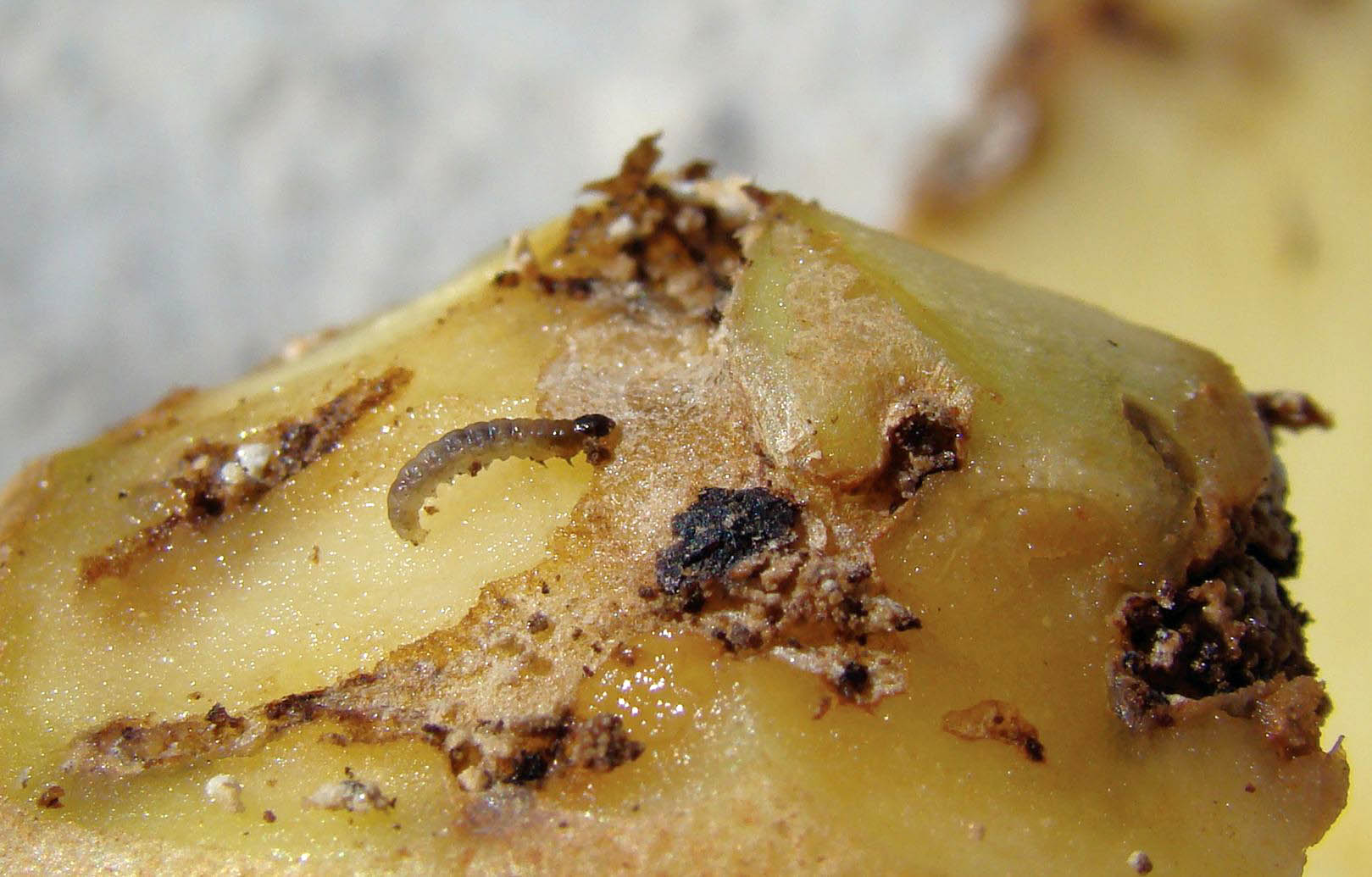 "Industria del insecto", un novedoso proyecto para reciclar basura como la papa