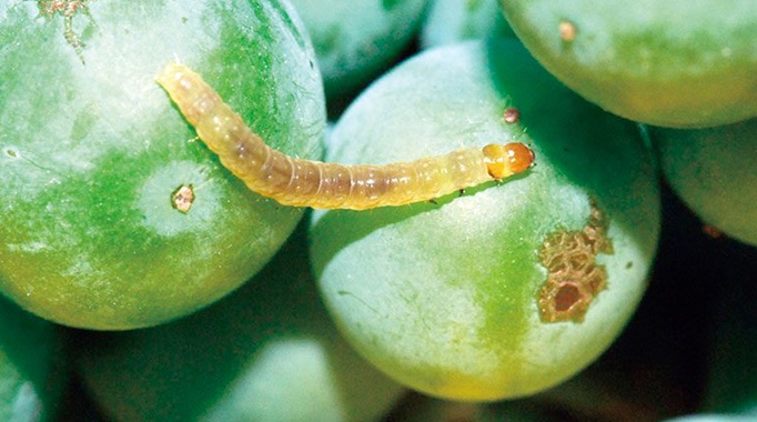 Primer alerta para el control de Lobesia botrana en la provincia de San Juan