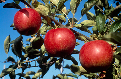 Frutas de producción provincial para un concurso de alimentación saludable