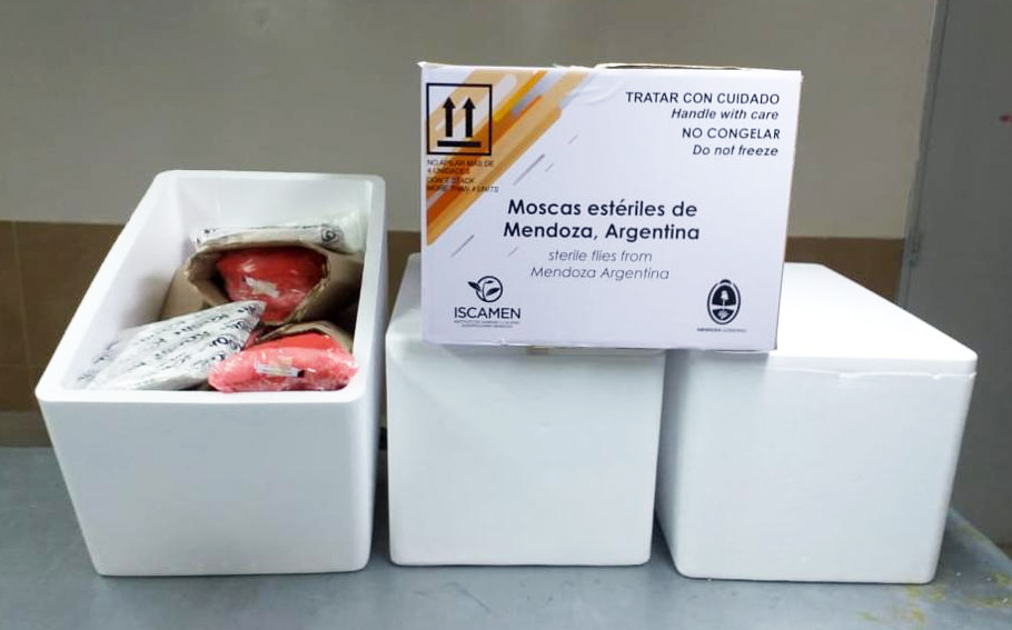 Argentina exporta moscas del mediterráneo estériles a Bolivia y Chile