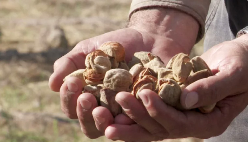 Bioestimulantes para mejorar la calidad y el calibre de la nuez y la almendra