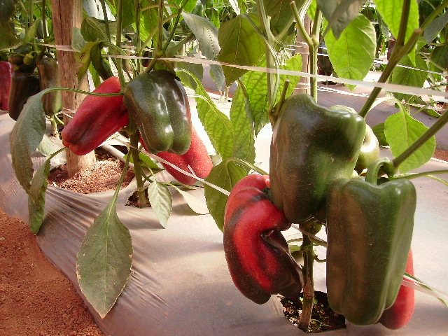 Se entregaron preparados de Trichoderma a productores hortícolas de Jujuy