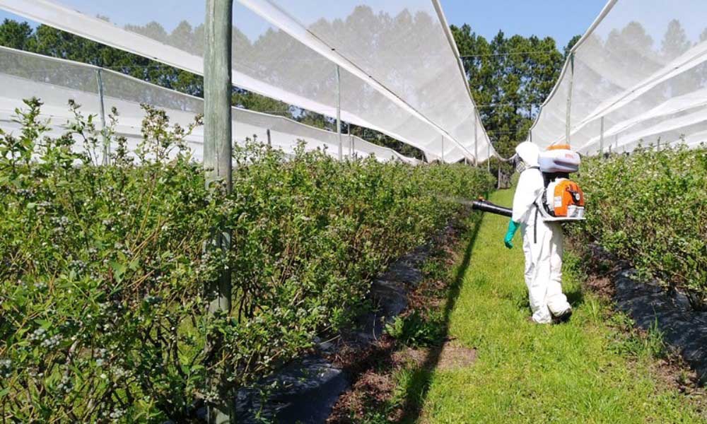 Entre Ríos: INTA ensaya con bioinsumos en plantaciones de arándanos