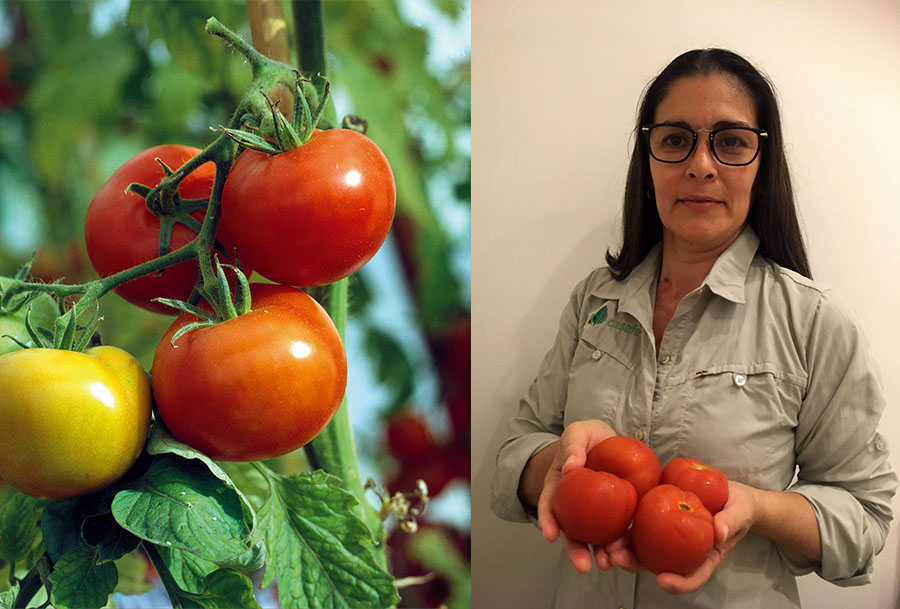 "La verdad del tomate" según Mariela Pletsch, Coordinadora región NEA en Casafe.