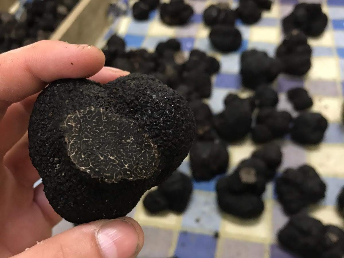 Producción de trufas: “diamantes negros” made in Argentina